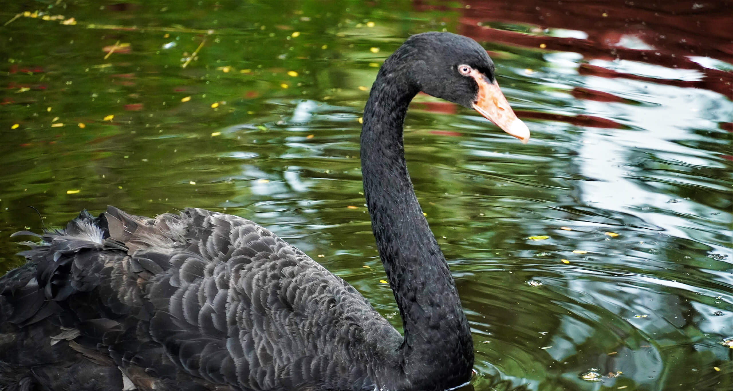 Black Swan or Bluebird: Planning for Disruption
